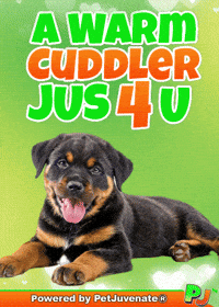 PetJuvenate petjuvenate henlo hooman fren love rescue dogs treatos and woofer for pupper GIF