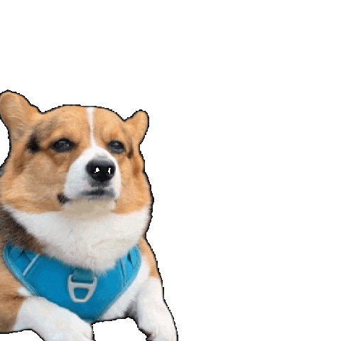 Dog Corgi Sticker