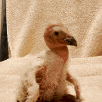 Excited Oh Boy GIF by San Diego Zoo Wildlife Alliance