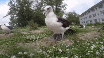 Baby Bird Eww GIF by U.S. Fish and Wildlife Service