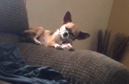 Video gif. A sleepy dog resting on the arm of a couch rolls over, falling onto the floor.