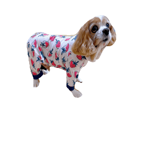Happy Cavalierkingcharlesspaniel Sticker