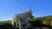pbs nature cute animals GIF by ThirteenWNET
