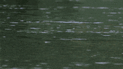 pbs nature cute animals GIF by ThirteenWNET