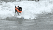 san diego dogs GIF by NowThis 