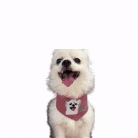 romeomama cute dog chihuahua happy dog bandana GIF