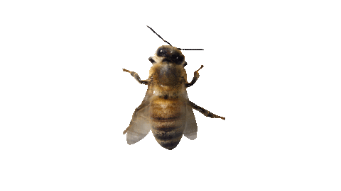 beenfluencer Sticker by Le Jardin d'Acclimatation