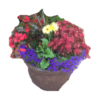 flowers STICKER by imoji
