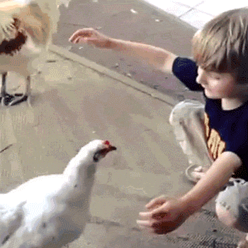 poultry hug GIF