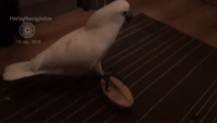 Beautiful Bird Loves to Be Brushed