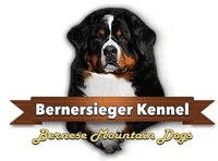 bernersiegerkennel  GIF