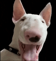 Dog Hyena GIF by Kate