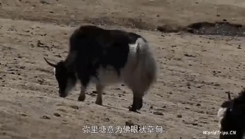 minorities shao shu min zu GIF