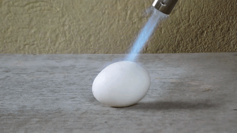 vs egg GIF