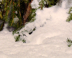 winter weasel GIF