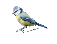 parcodeltapo nature bird bike duck Sticker