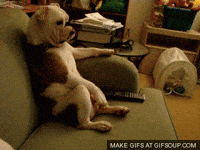 Dog Chilling GIF