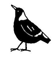 Bird Australia Sticker by あないすみーやそこ