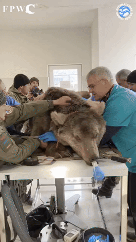Norman the Rescue Bear Gets 'Life-Changing' Dental Surgery After Years In a Tiny Cage