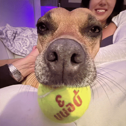 Tennis Pitbull GIF by Respective