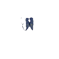 xxjnnfrc blue butterfly xxjnnfrc Sticker