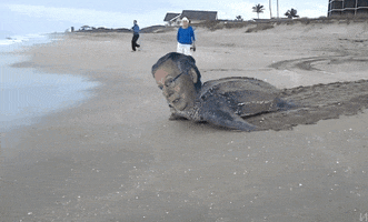 Mitch Mcconnell Gop GIF by reactionseditor