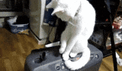 cat GIF
