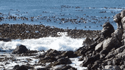 SeaSoilution beach ocean sea organic GIF