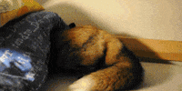 fox GIF