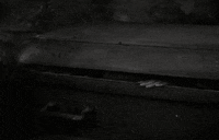 tod browning dracula GIF by Maudit