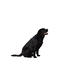 Dog What Sticker by Tierfotostudio