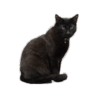 Black Cat Sticker by Tristar Coatings