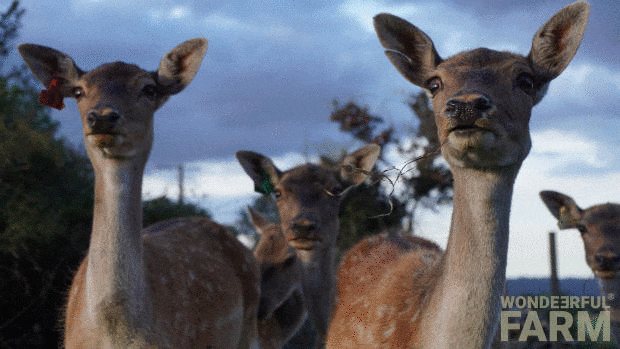 Wasnt Me Oh No GIF by Wondeerful farm