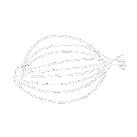 Onion Manolo Sticker