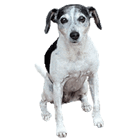 Dog Sticker by Doing-Goods