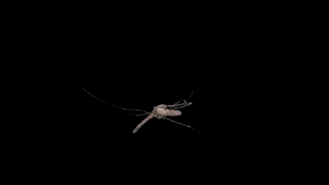 laser mosquito GIF