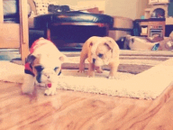 english bulldog puppy GIF