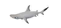 Shake It Shark Sticker by Zacxophone