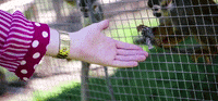 Monkey Knockout GIF by Yung Gravy