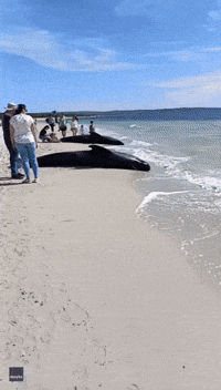 'Distressing Scene' as Beachgoers Gather Around Stranded Whales in Western Australia