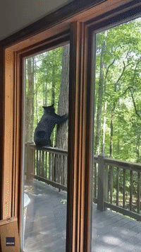 'Holy Cow!': Cheeky Bear Gets Comfortable on Backyard Porch