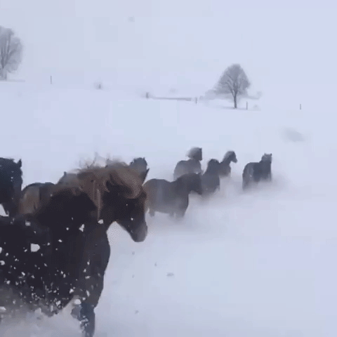 Horses Gallop Through Snowy Paddock in Austria
