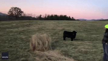 Don't Play With Your Food! Cow Rolls Hay Bale Down Hill