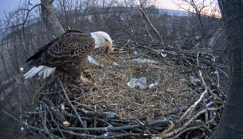 eagle nest GIF