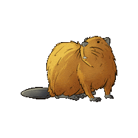 BiosfarVanerskargarden water animal beaver djur Sticker