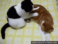 cat sleeping GIF