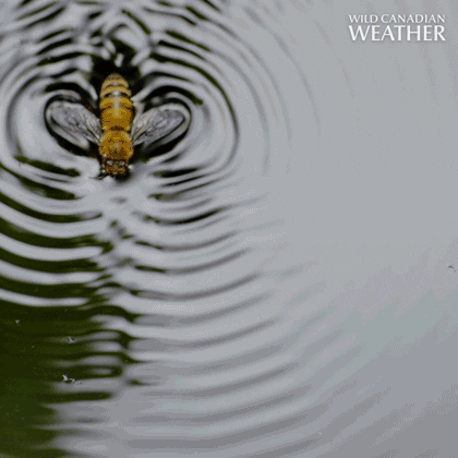 Surfs Up Rain GIF by CBC