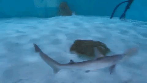 bonnethead shark GIF