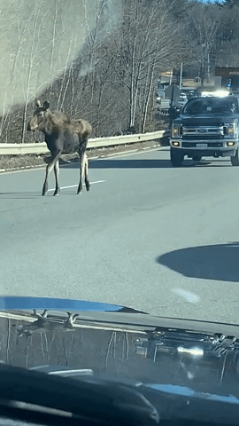 Moose Blocks Traffic on Highway
