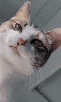 Car Cats GIF